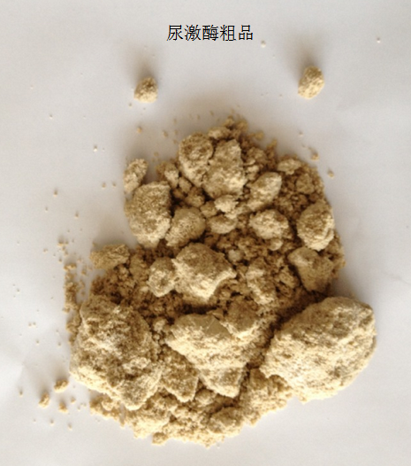 供应尿激酶粗品